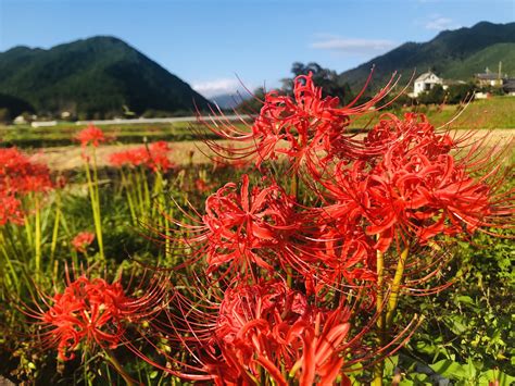 彼岸花 地獄花|ヒガンバナ